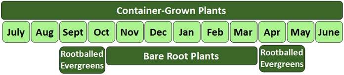 Bare root planting times